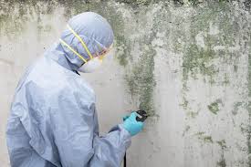  Port Neches, TX Mold Removal Pros